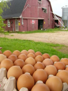 farm-fresh-eggs-1235249